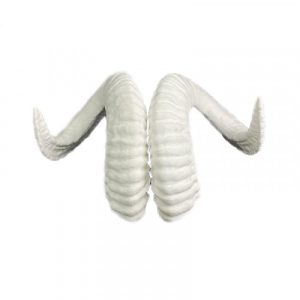 CUERNOS DE CARNERO BLANCOS